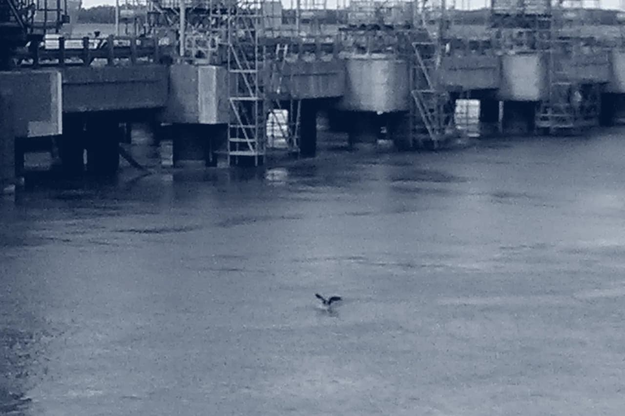 Andamio colgante sobre el río Paraná en Ternium Siderar, vista 4